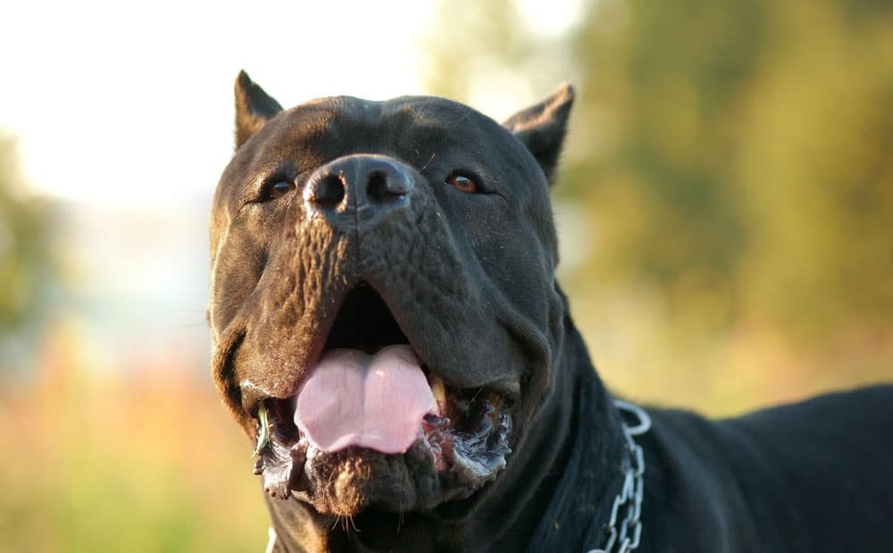 Close-up of panting Cane Corso dog