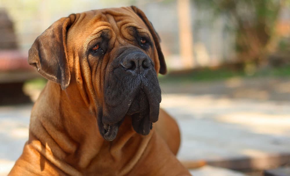 Close-up portrait of Boerboel dog