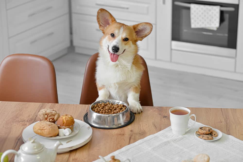 A Corgi with food at a dining table