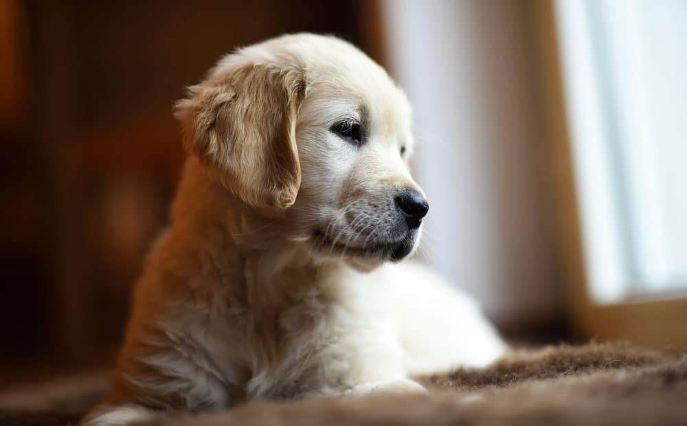 Cute little Golden Retriever puppy