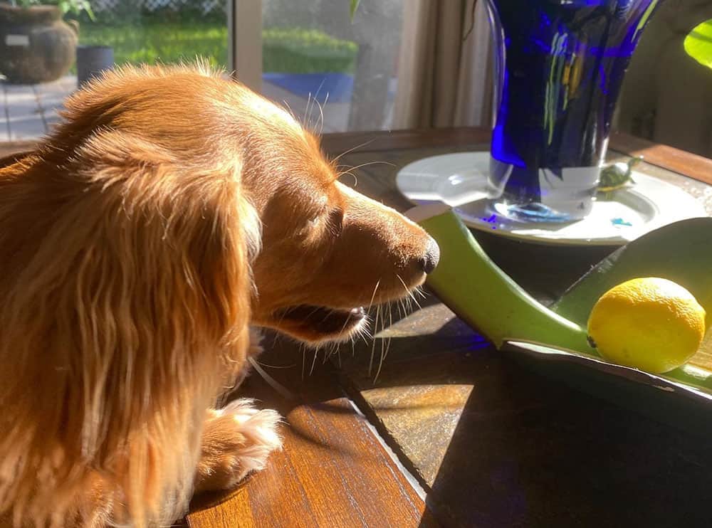 A Dachshund being curious on the lemon