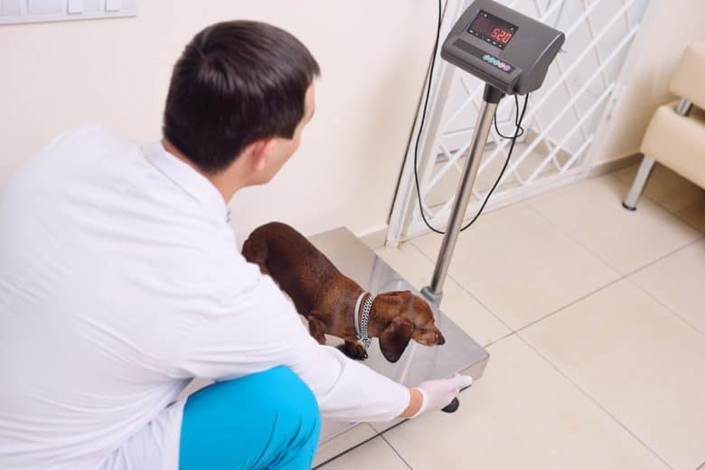 A Dachshund being weighed by a veterinarian