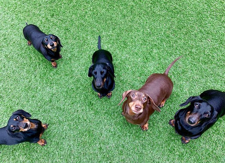 Five Dachshund dogs in a dog daycare