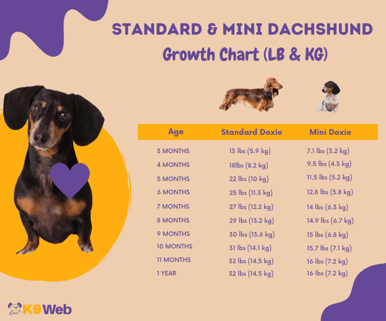 Standard and Mini Dachshund Growth Chart Infographic