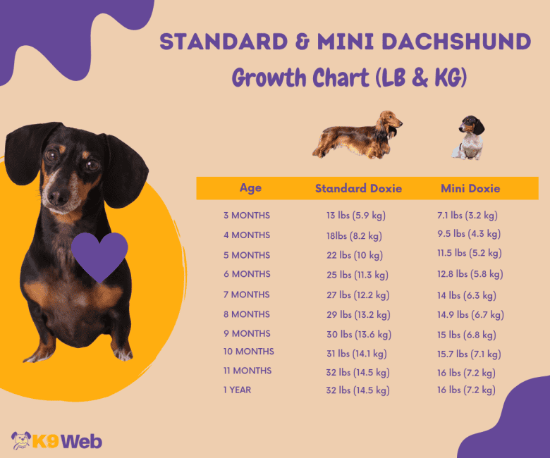Dachshund Growth and Weight Chart (Standard & Mini) The Complete