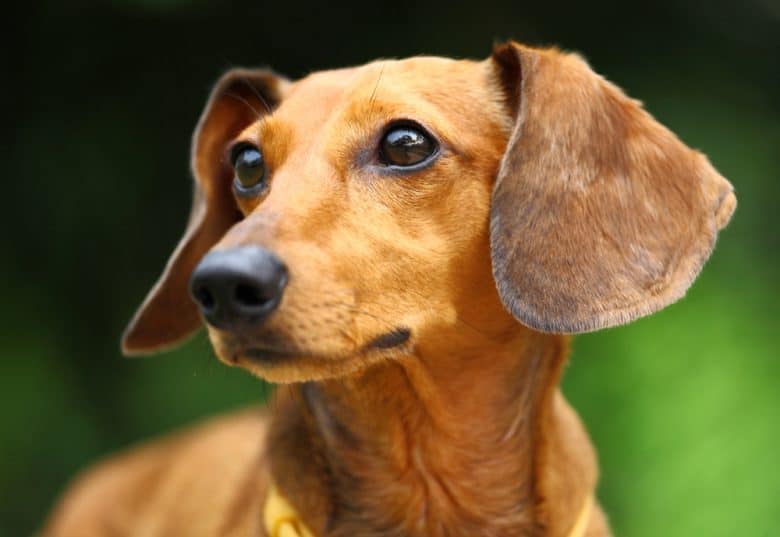 A close-up image of a Dachshund