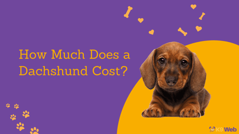 Dachshund Price Guide