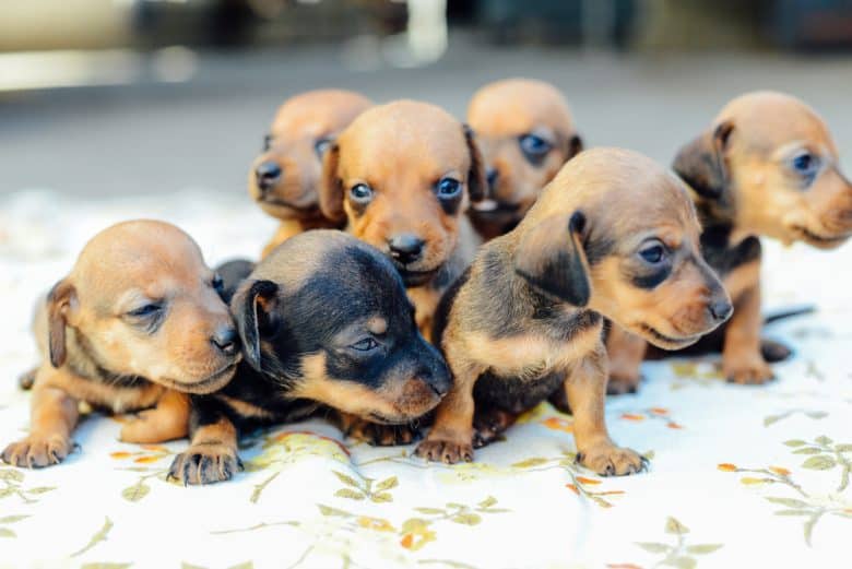 Seven Dachshund puppies