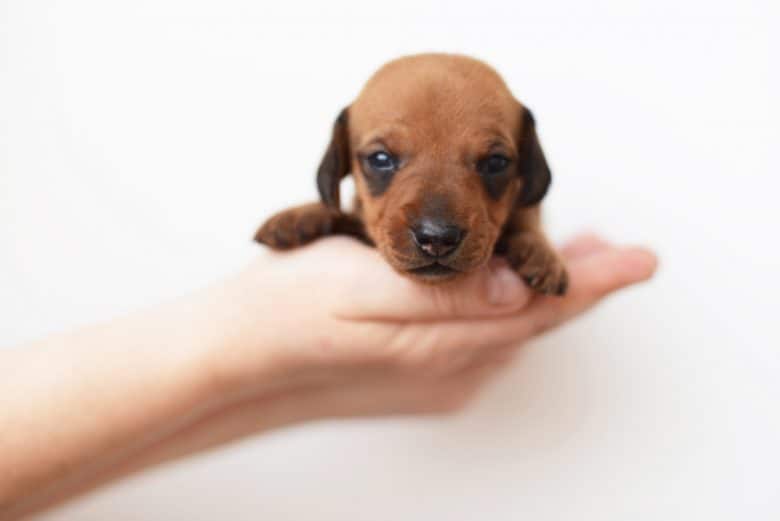 A Dachshund puppy on a person's palm