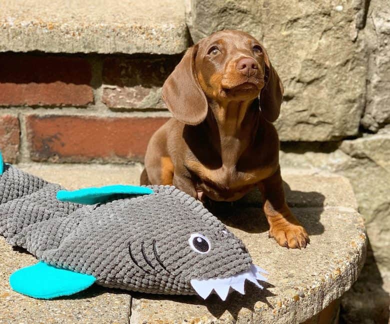 A Dachshund puppy with a toy