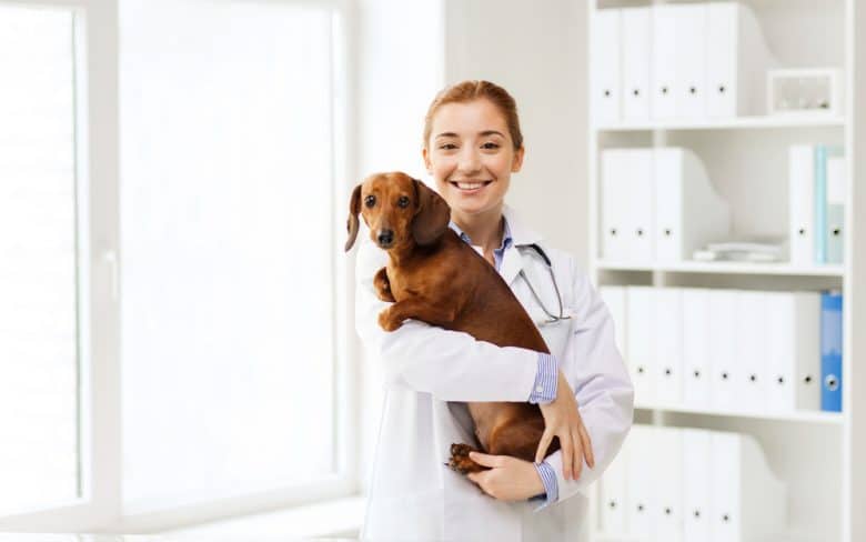 A Dachshund being carried by a veterinarian