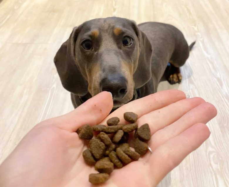 A Dachshund being given with dog food