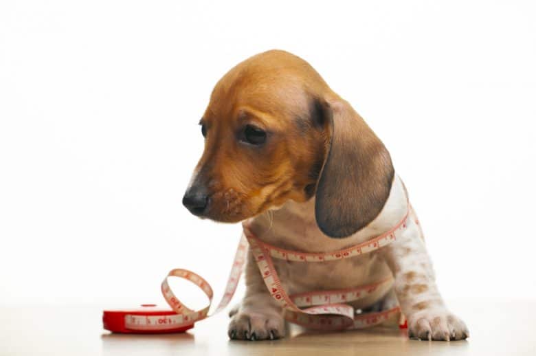 A Dachshund with a measuring tape