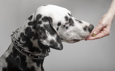 A Dalmatian receiving a kibble from its owner
