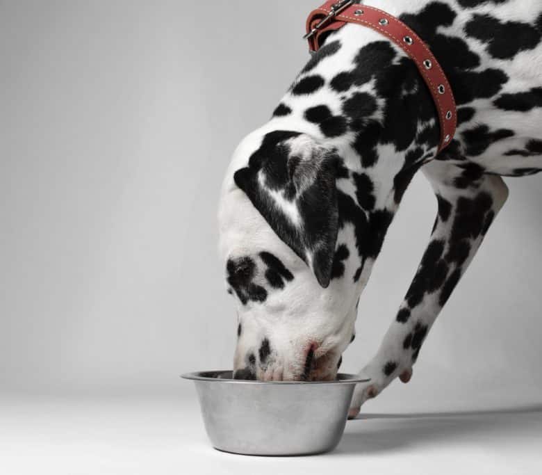 A Dalmatian eating food from a bowl