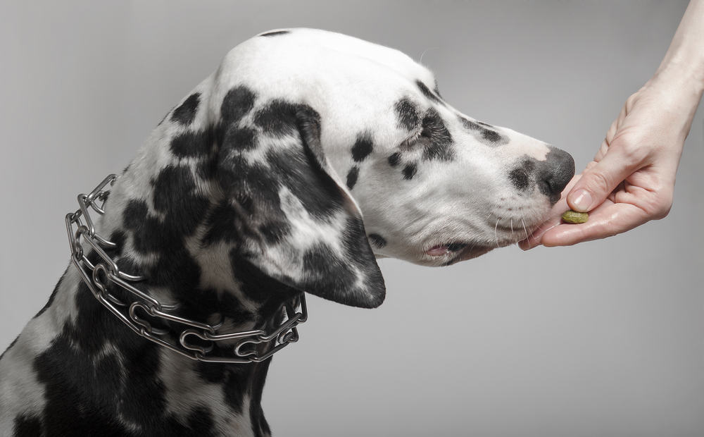 12 Best Dog Foods for Dalmatians 2023 (Premium & Budget) K9 