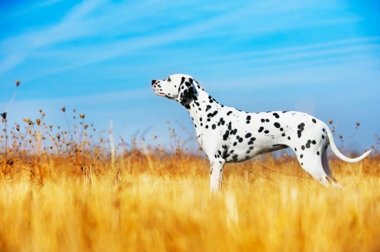 A Dalmatian standing in a field