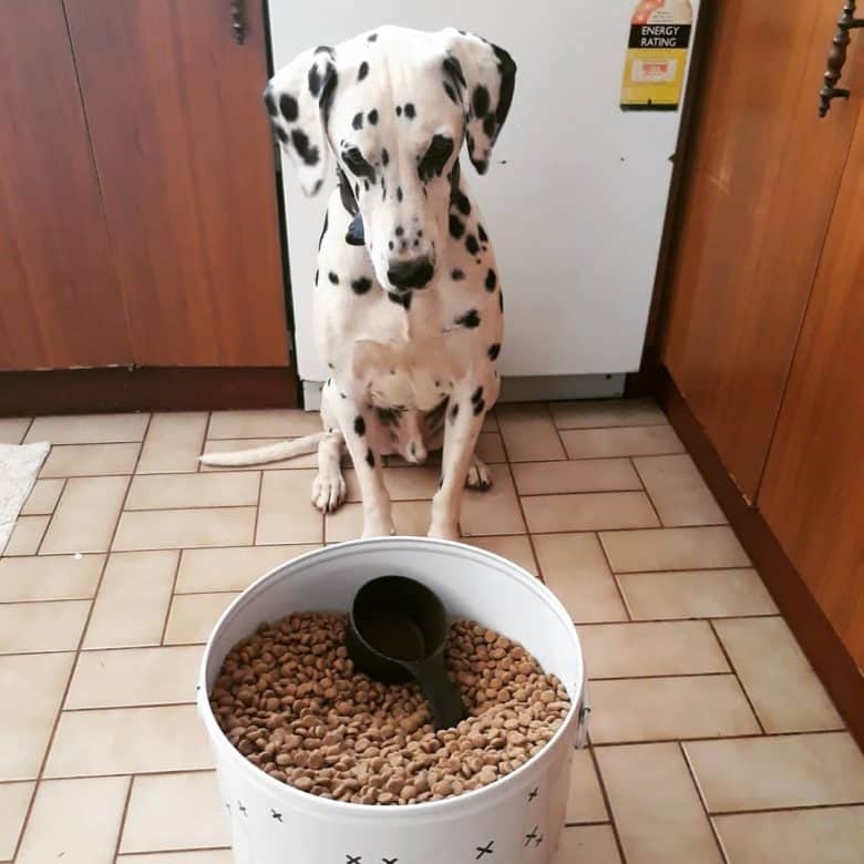 A Dalmatian looking at a bucket of dog food