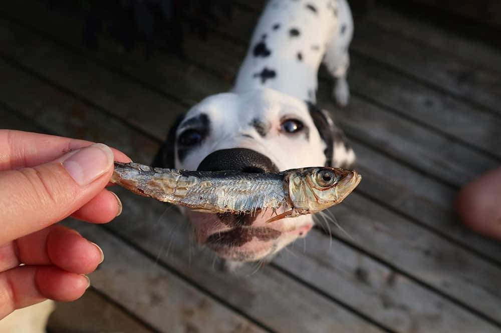 Dalmatian can't wait to eat dehydrated sardines