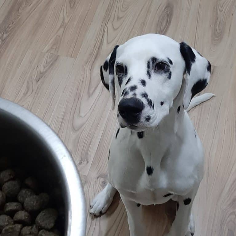 12 Best Dog Foods for Dalmatians 2023 (Premium & Budget) K9 