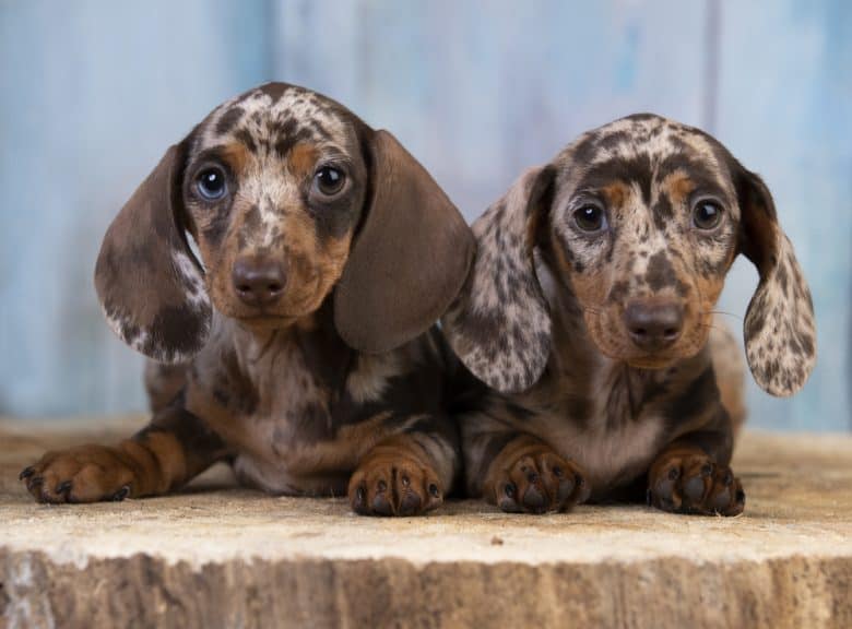 Two dapple Dachshunds