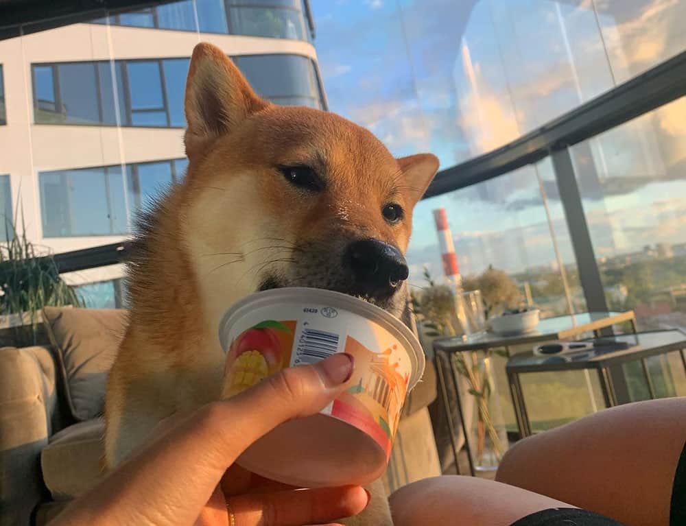 Dog eating a greek yogurt