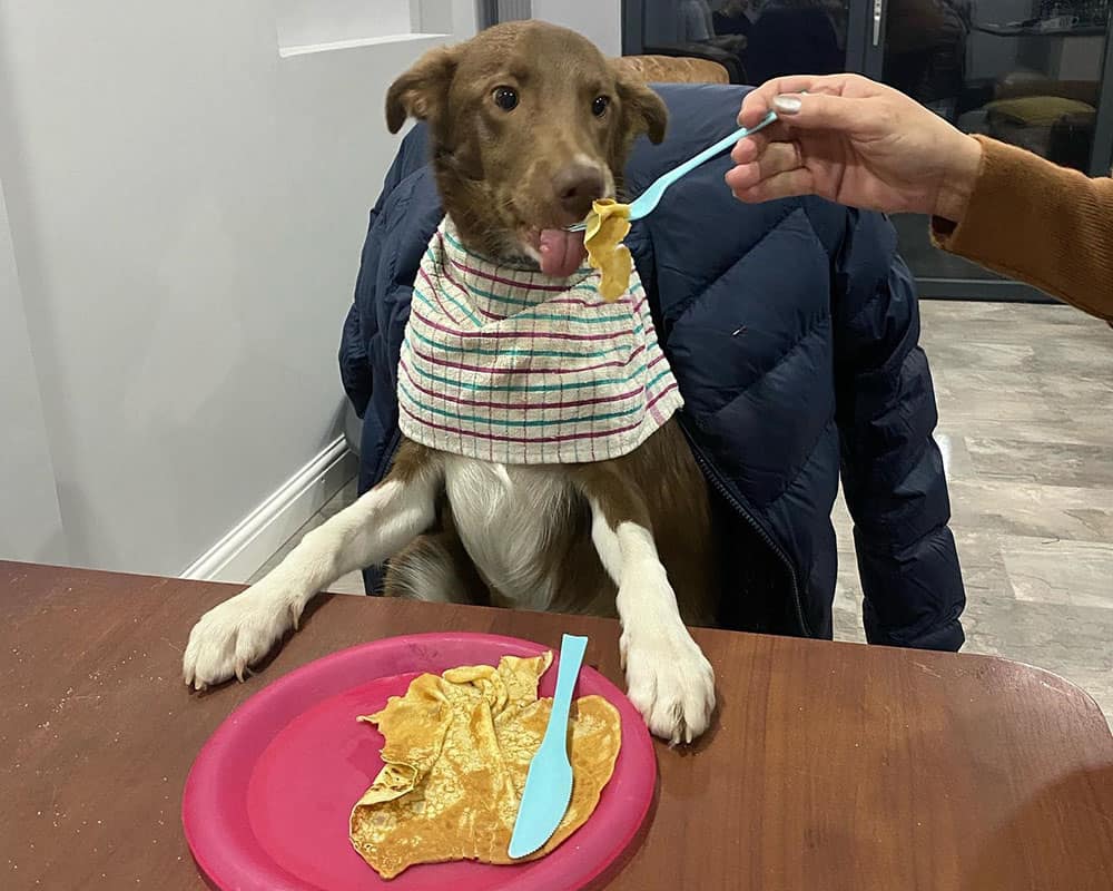 Dog eating pancake on the table