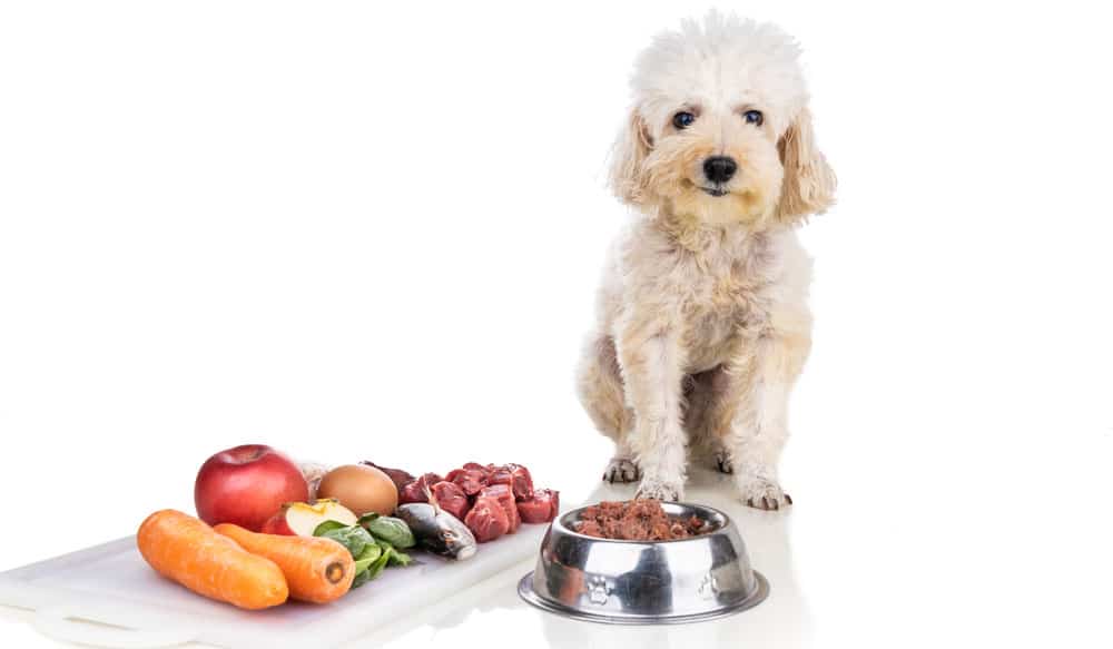 A dog posing with raw healthy diet foods