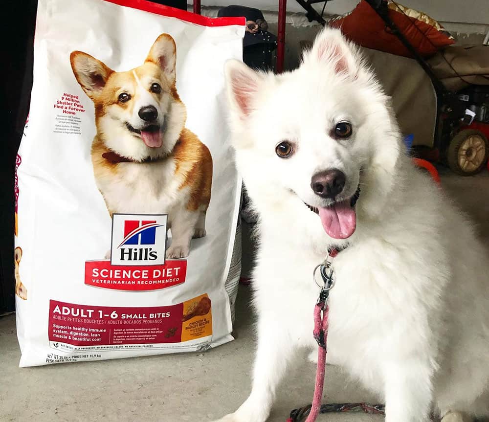 A dog with the pack of hills science diet dog food