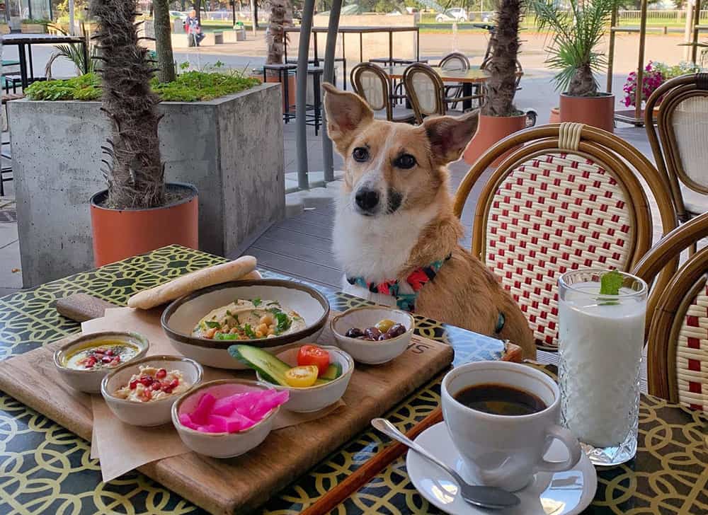 Dog with vegetarian foods at the table