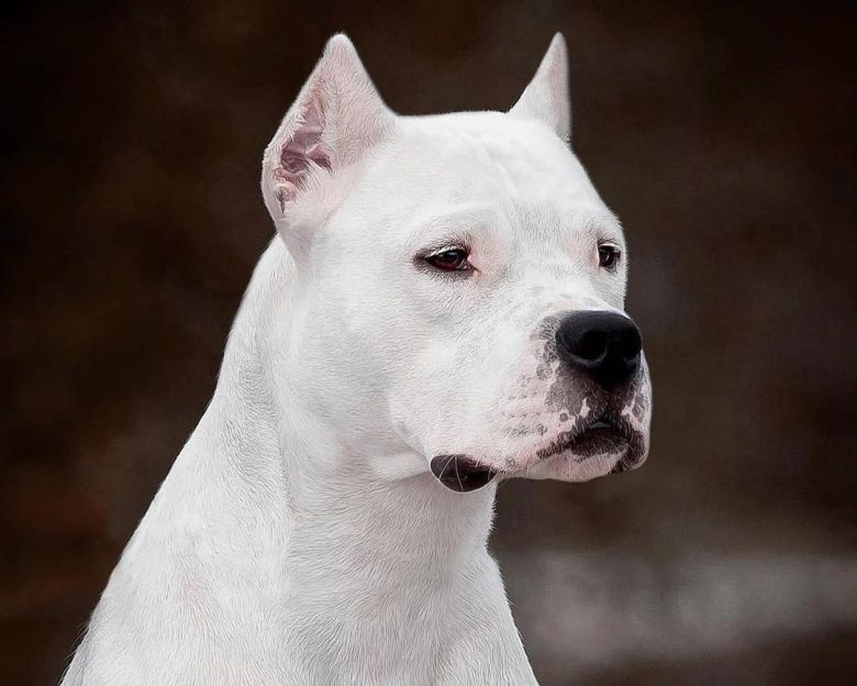 A close-up image of a Dogo Argentino