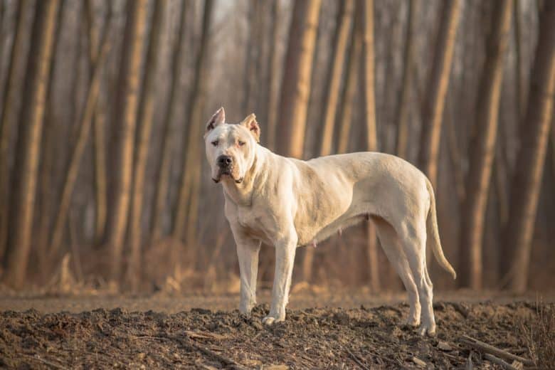 A Dogo Argentino standing in a forest