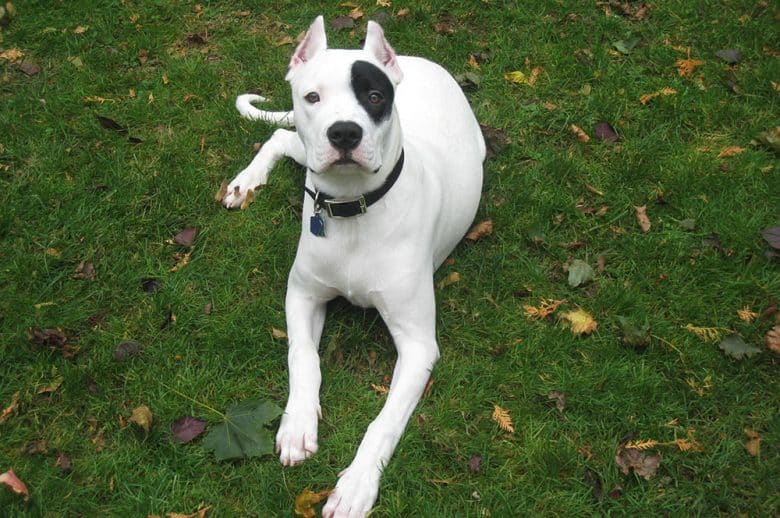 A Dogo Argentino dog laying on the grass