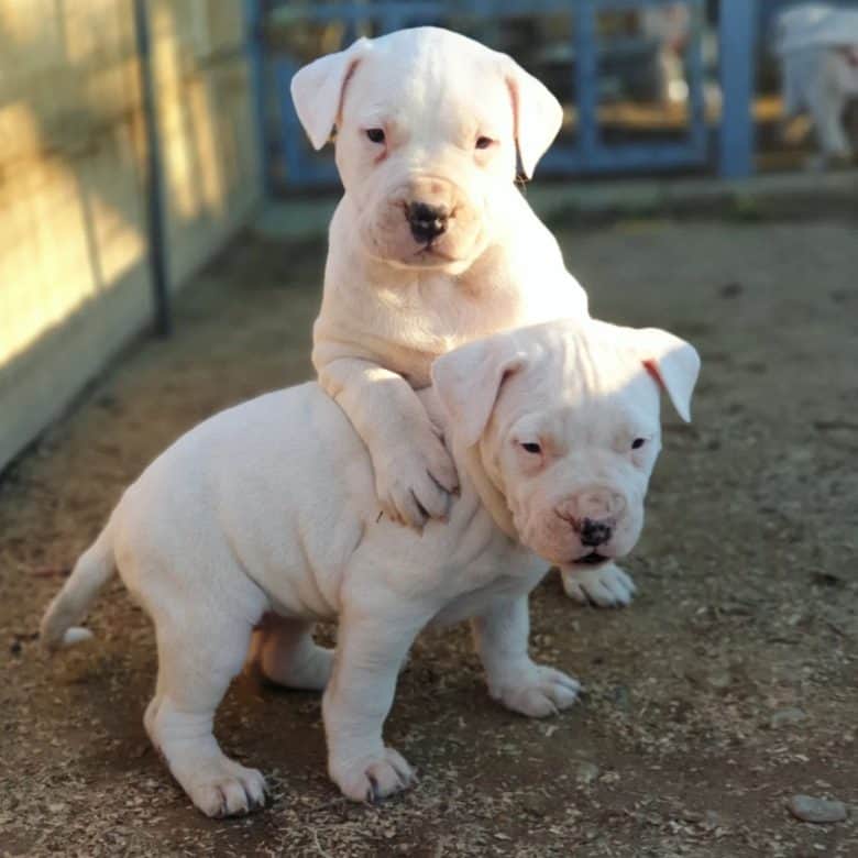 Two Dogo Argentino puppies