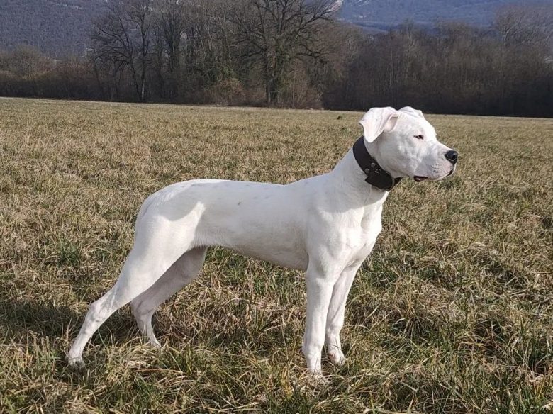 A Dogo Argentino puppy standing under the sunlight