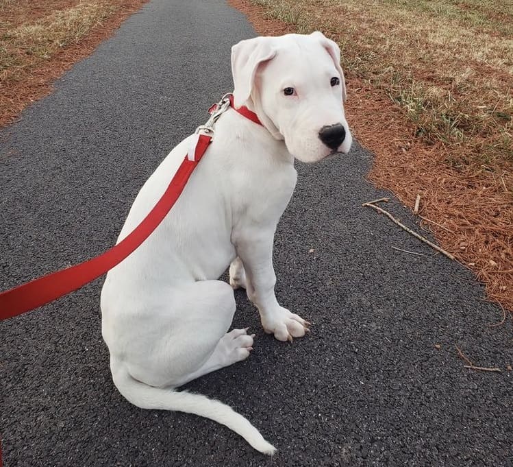 A leashed Dogo Argentino puppy