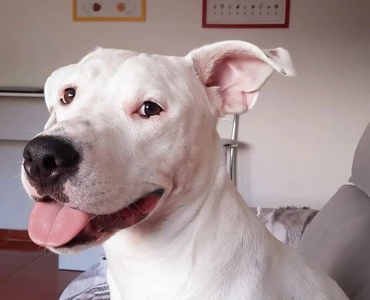 A Dogo Argentino smiling