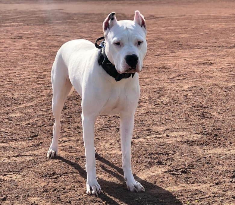 A Dogo Argentino standing