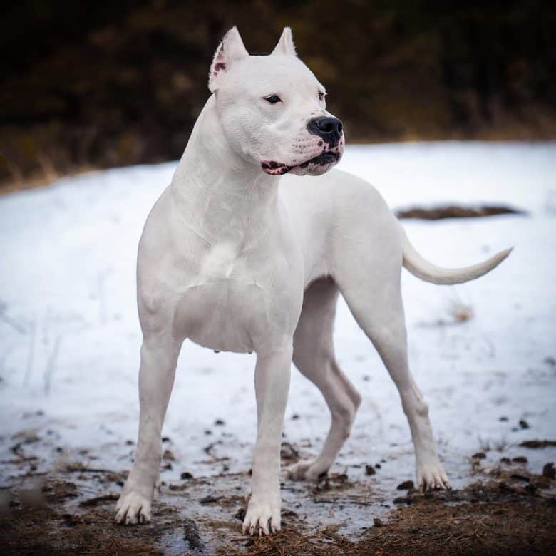 A Dogo Argentino standing in the snow