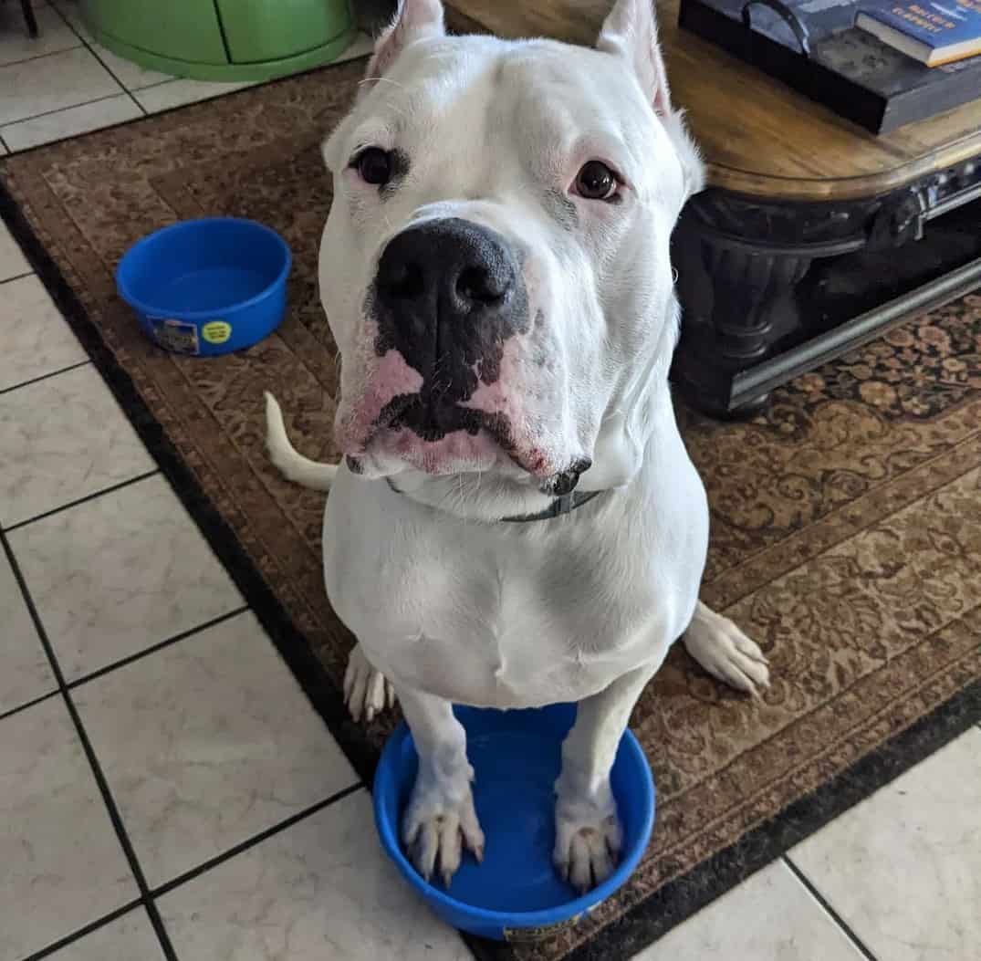 Dogo Argentino Dog Breed Pictures, Colors, Bark, Characteristics, and