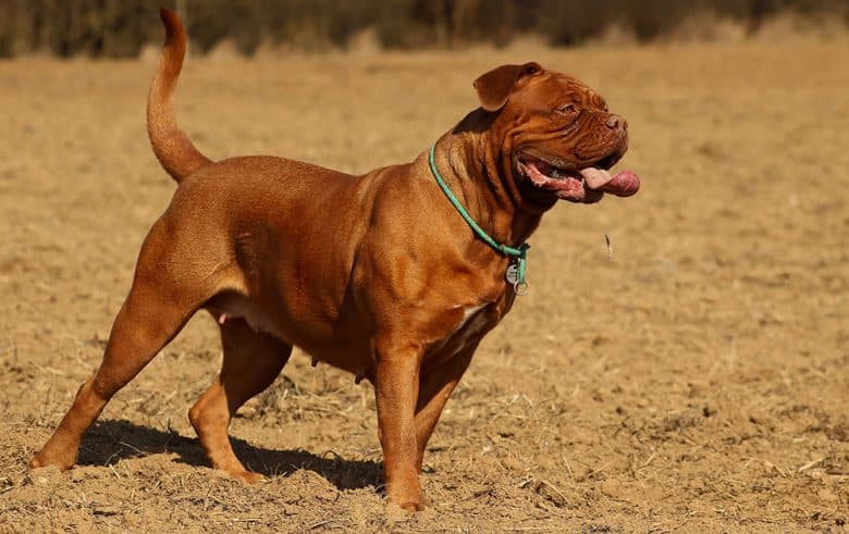 Dogue De Bordeaux running on the field