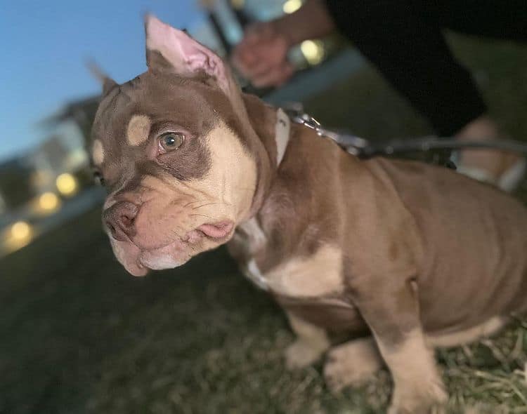 An eleven-week-old American Bully puppy