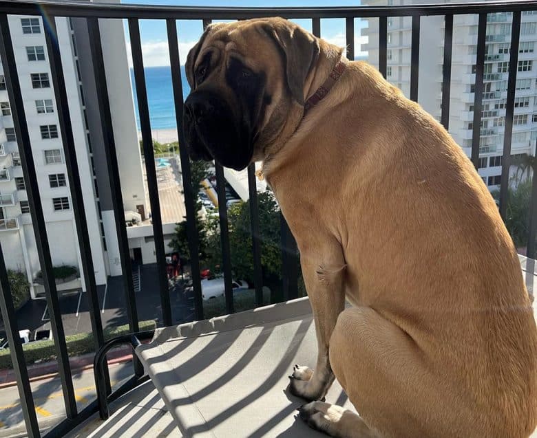 English Mastiff in an overlooking city view
