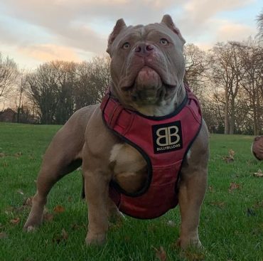 An Extreme American Bully