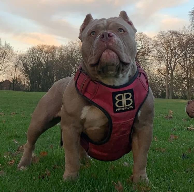 An Extreme American Bully