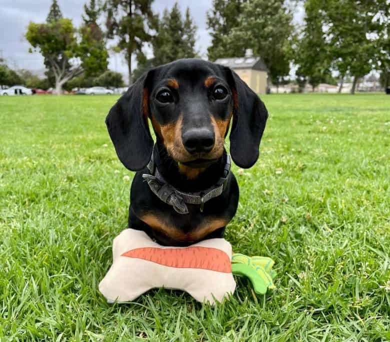 Dachshund Growth and Weight Chart (Standard & Mini) The Complete Guide K9 Web
