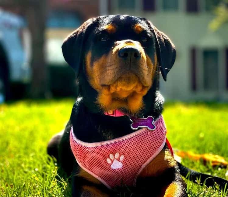 A five-month-old Rottweiler puppy