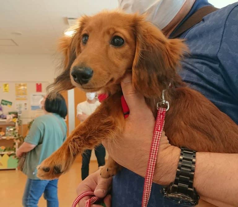 Dachshund Growth and Weight Chart (Standard & Mini) The Complete