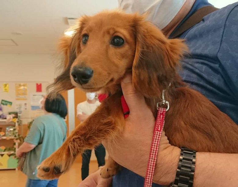 A four-month-old Dachshund puppy