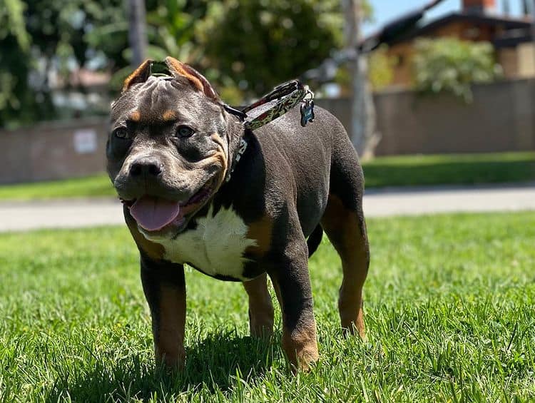 A four-month-old Pocket American Bully puppy